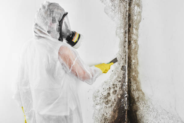 Best Attic Mold Remediation in Maplewood, WA