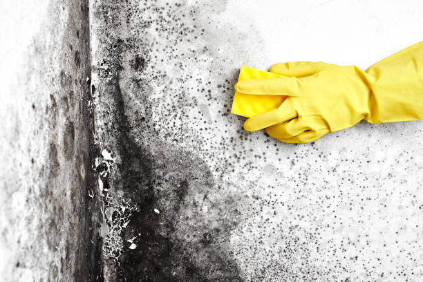 Best Post-Flood Mold Remediation in Maplewood, WA