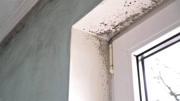 Best Residential Mold Remediation in Maplewood, WA