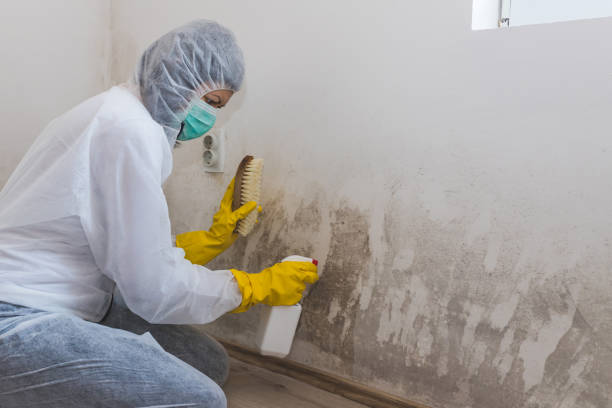 Best Localized Mold Remediation (e.g., coastal areas, humid climates) in Maplewood, WA