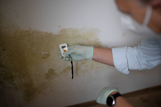 Best Post-Flood Mold Remediation in Maplewood, WA