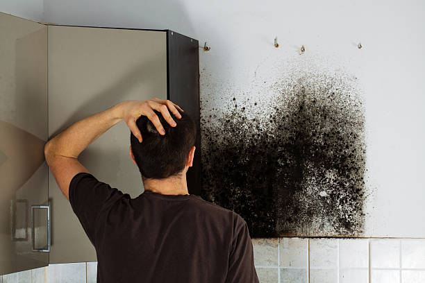 Best Kitchen Mold Remediation in Maplewood, WA