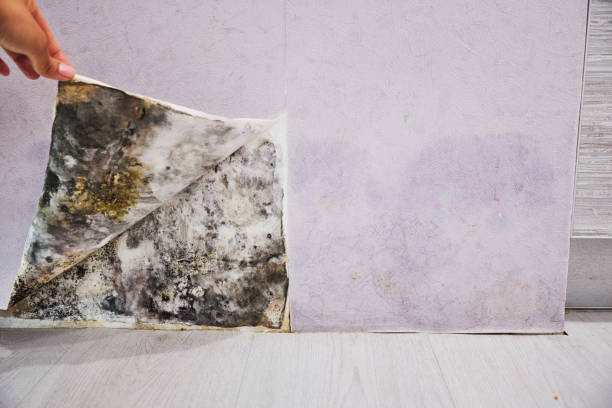 Best Emergency Mold Remediation in Maplewood, WA